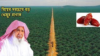 বশবর সবচয বড খজর বগন আললহর রসতয ওযকফ The Largest Date Garden In The World