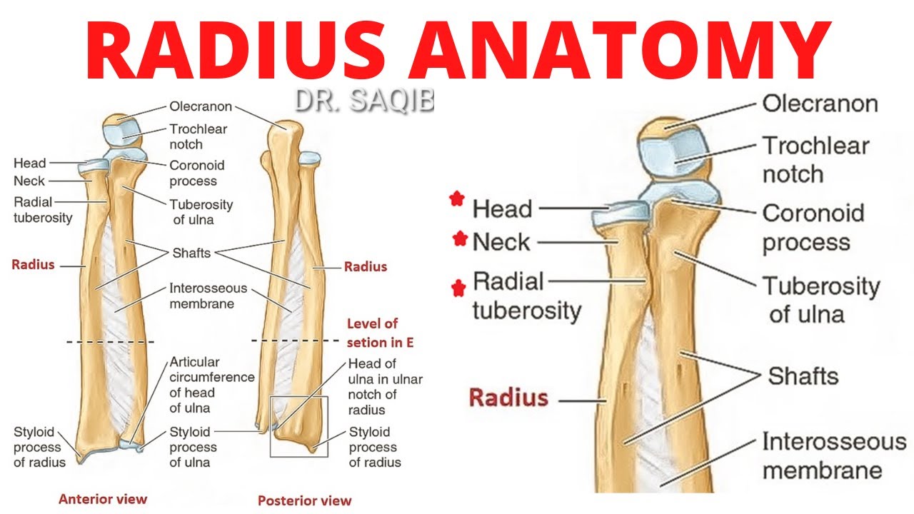 Radius Bone Diagram