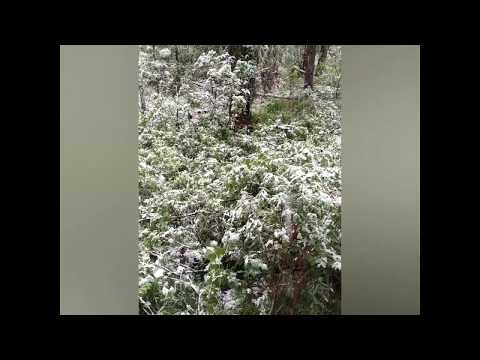 Летний снег в Саяно-Шушенском заповеднике.