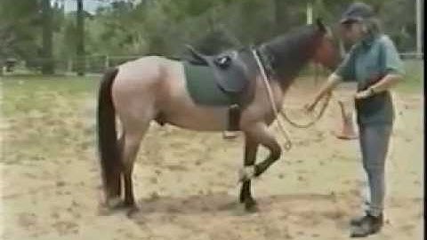 Clicker Training - Click With Horses - VHS Intro