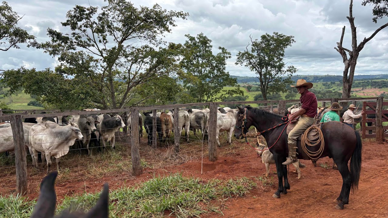 LIDANDO COM A BOIADA NELORE! 
