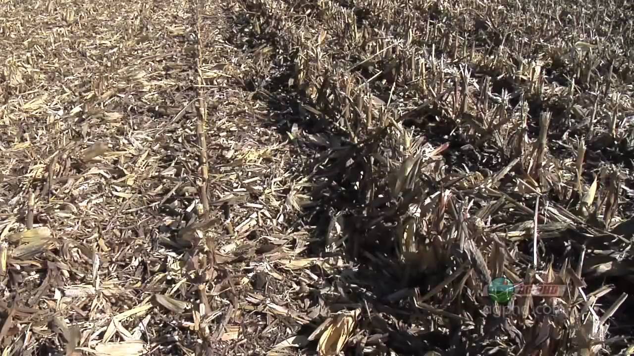 Iron Talk 607Chopping Corn Heads (From Ag PhD 607 11/22/09) YouTube