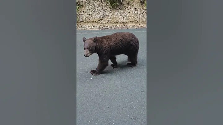 bear returns for revenge after getting hit in the nuts for messing with my water tank #bear