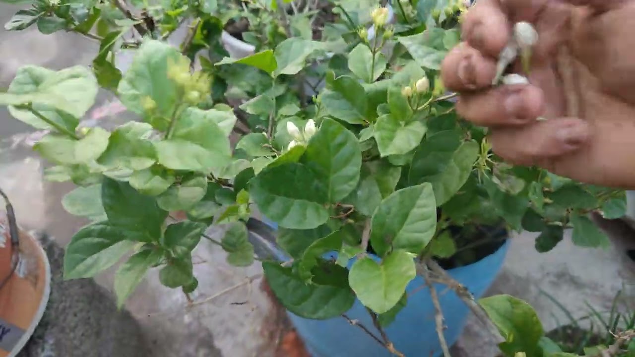 இன்றைய பூக்கள்🌺🌺🌺இன்று சந்திர கிரகணம்❤️❤️❤️