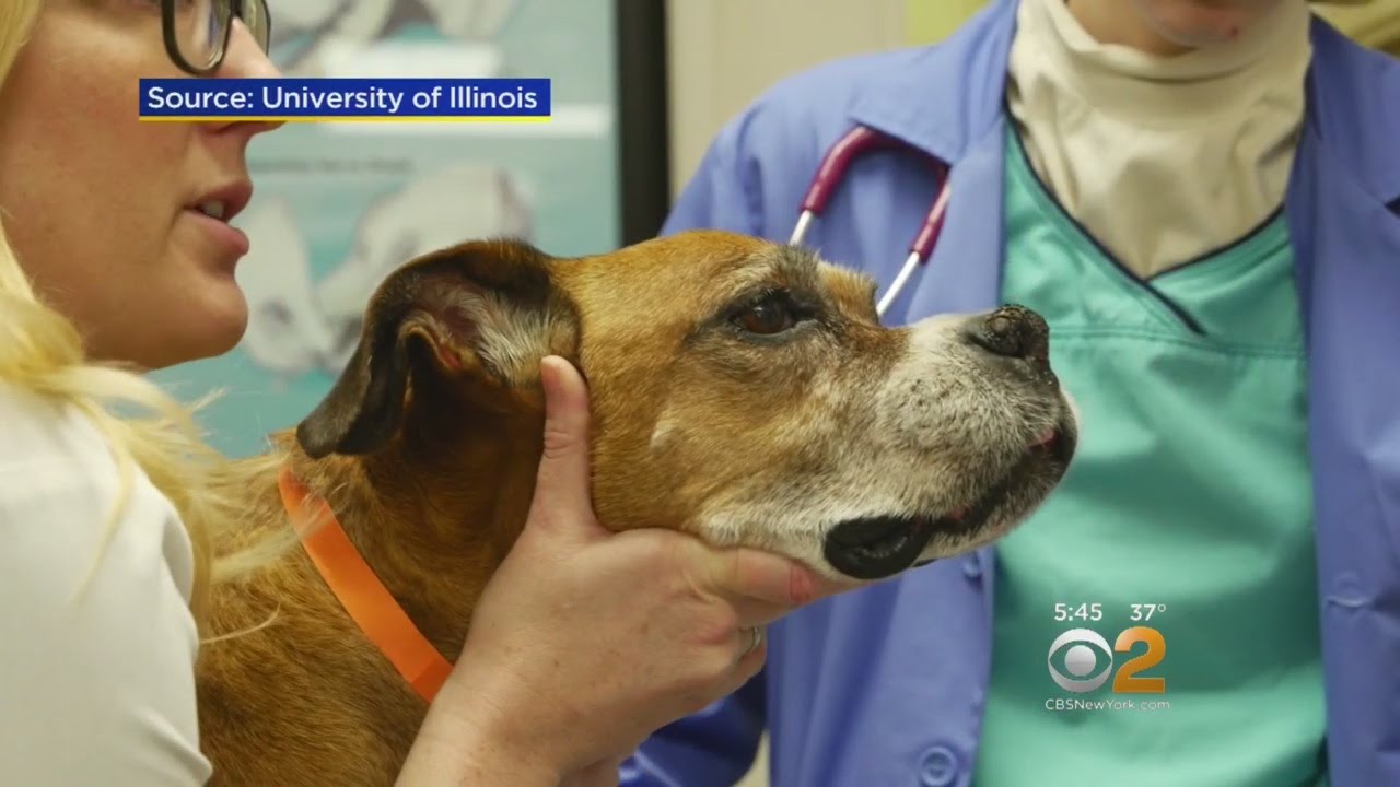 Cancer Treatment For Dogs Starts Human Testing YouTube