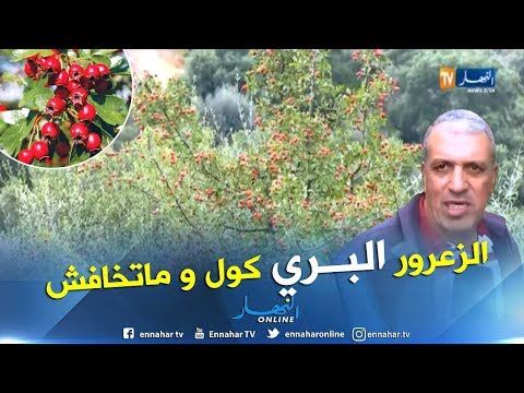 جيجل الزعرور البري ثروة نباتية طبية خارج دائرة الإهتمام