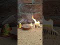 Matchstick Amazing🤩exmariment Diwali crackers testing🔥🧨#shorts #short#trending#viral #fireworks