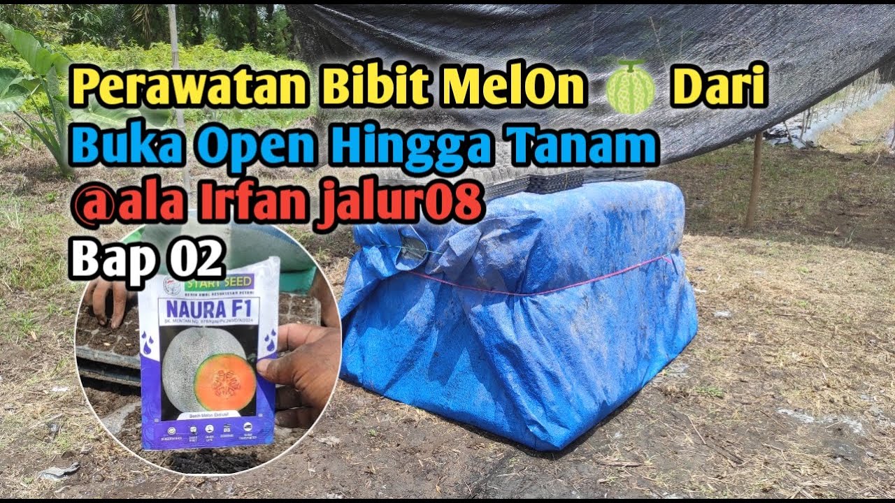Perawatan Bibit MelOn 🍈 Dari Buka Open Hingga Siap Tanam @ala Irfan jalur08