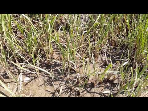Rare Cryptocoryne retrospiralis. First time on Video, endangered species