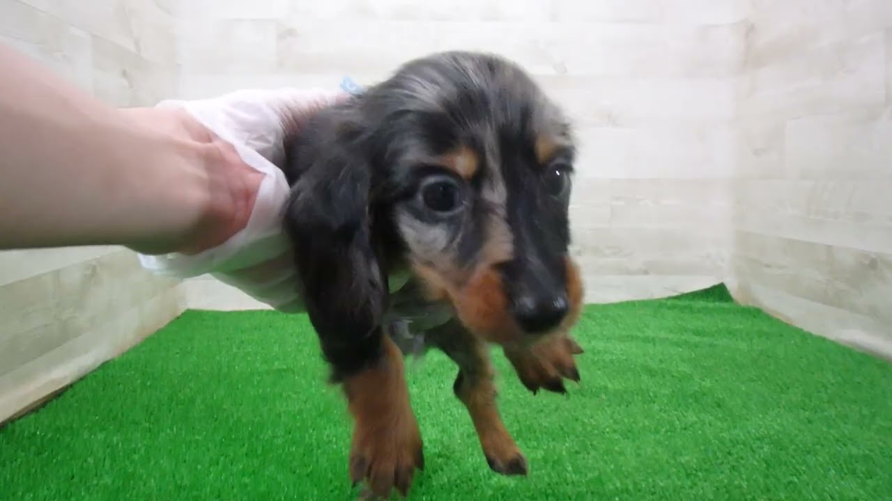 ミニチュア・ダックスフンドの子犬（オス♂） 新宿三丁目店｜ペット