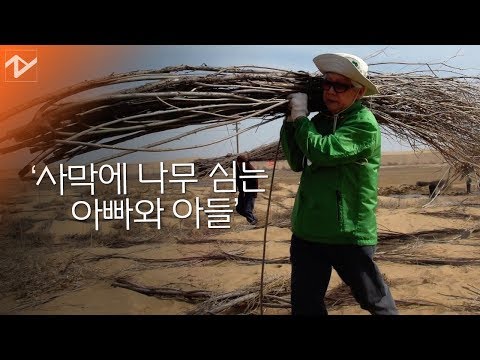 중국 사막에 나무 심는 부자(父子)