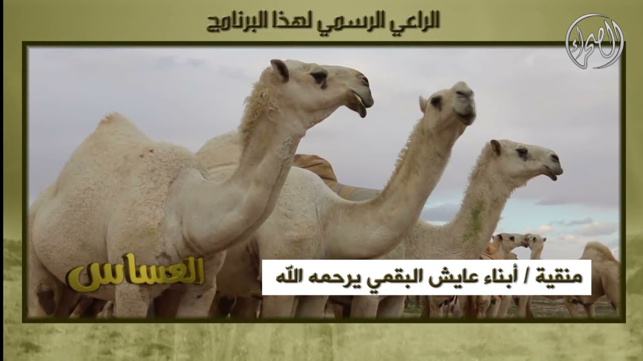 برنامج | العساس - الحصاة – دراويش – العريف – الجبل المخروق – القرارة – قيران – الركاء 5/5/ 1437 هـ