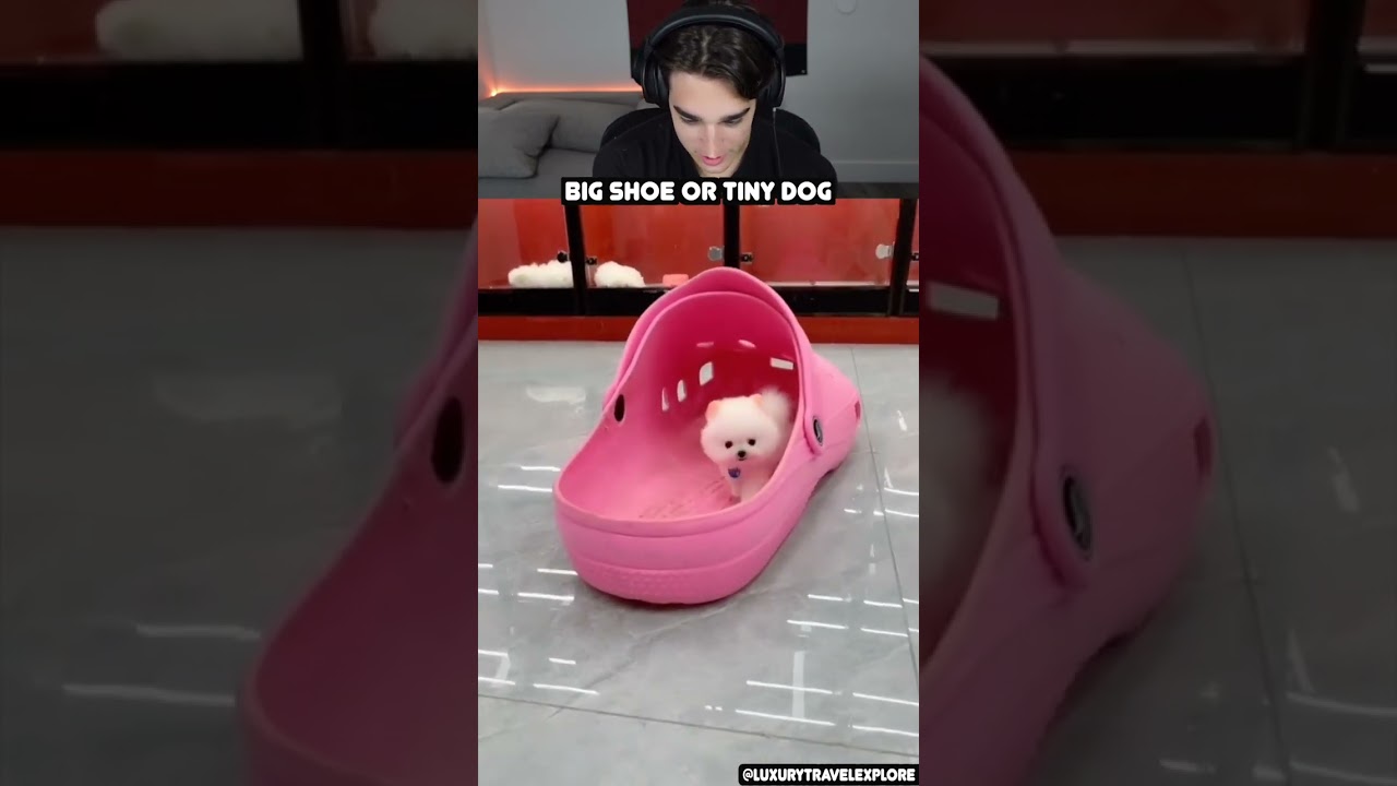 Самая маленькая собака в мире