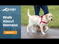 How to Use the Kurgo Walk About Harness