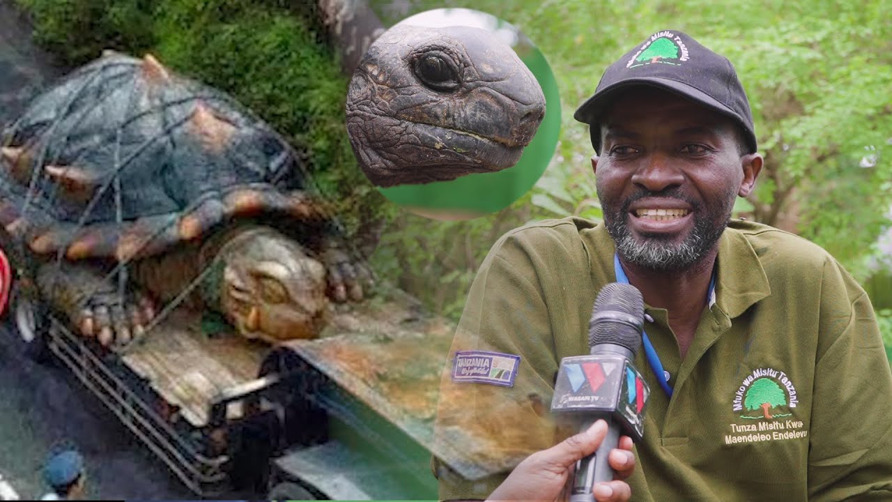 UTASHANGAA! KOBE MKUBWA KULIKO/ANA MIAKA 160/YUPO DAR/UZITO WAKE USIPIME