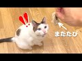 【本能覚醒】またたび歯磨きオモチャの威力がヤバすぎて猫が暴走ｗｗｗ