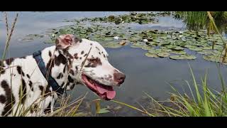 Wandelen In De Onlanden Met De Honden