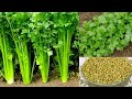 क वल 5द न म सबस जल द धन य उग न क एकदम नय तर क धन य क स उग ए Grow Coriander Fast Shorts 