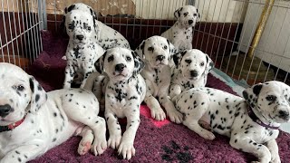 6 week old Dalmatian puppies