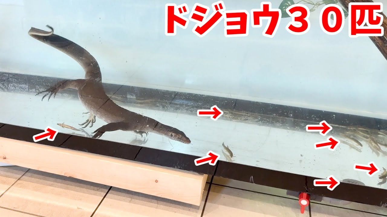 【世界一の水中ハンティング】オーストラリア生息のオオトカゲにドジョウを食べさせてみたら...凄すぎた!!!