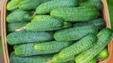 Best Way To Grow Cucumbers From Seed - A Step-by-Step Guide To Growing Delicious Cucumbers!