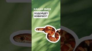Тг:Планета экзотики 🐍 #рептилии #новичку #маисовыйполоз #экзотика