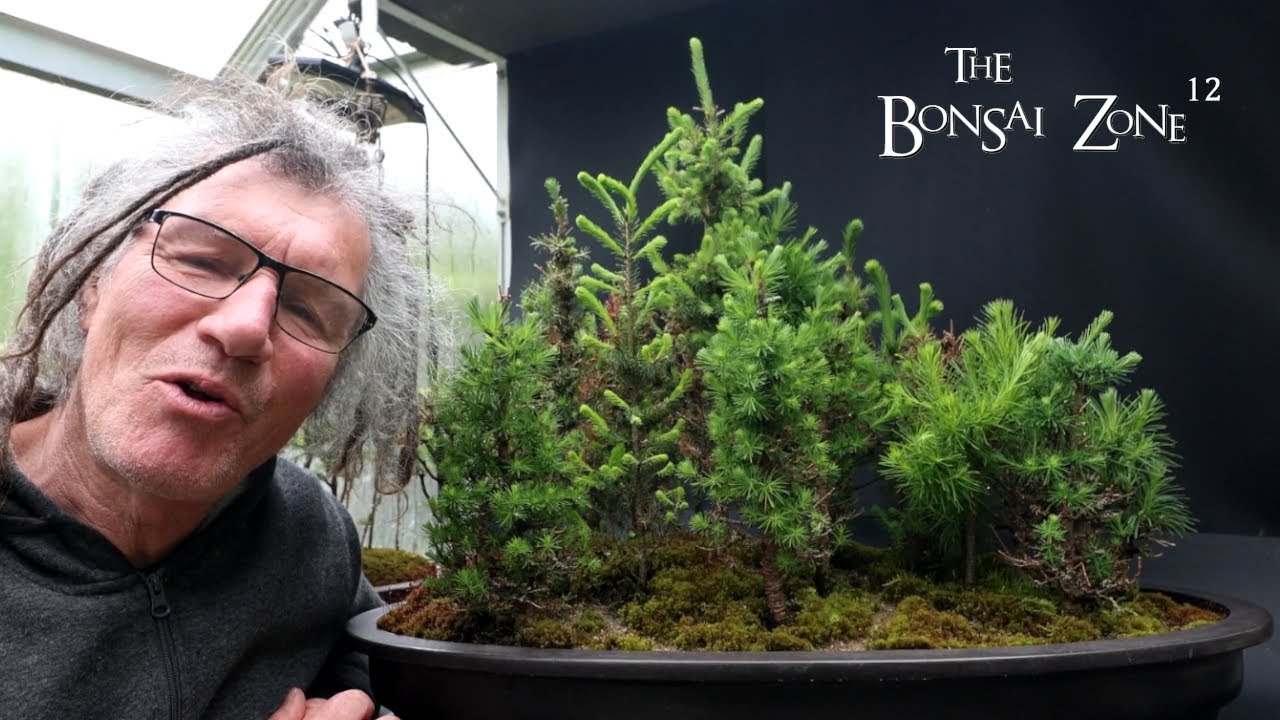 Pruning My Northern Bog Style Forest, The Bonsai Zone, May 2025