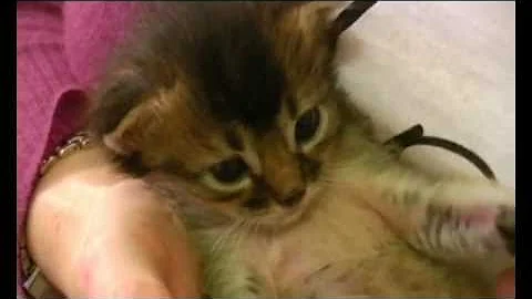 Watch the video about Cute usual Somali kitten takes a nap