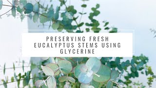 Preserving fresh eucalyptus stems using glycerine
