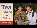 Tea Hunting Adventures in China - Yunnan Gushu Sheng PuErh Travel Vlog