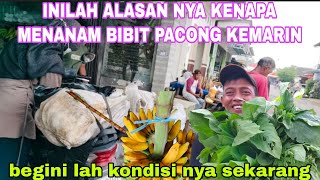 Download Lagu PAGI PAGI PISANG KU SUDAH DI BORONG LANJUT CARI SAYUR LIAR MP3