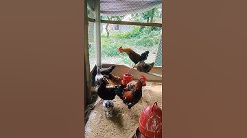 Thumbnail of "Waking up to the rooster’s crow — nature’s perfect alarm clock." #success #animals #pets #farming