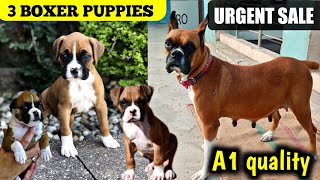 Boxer puppies for sale | Best quality boxer puppies | @EynathegsdLife