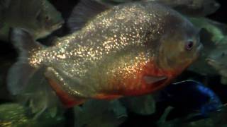 Zoo View Red Piranha-Cincinnati Zoo