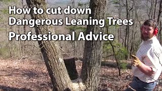 Cutting Down Dangerous Trees  Professional Advice