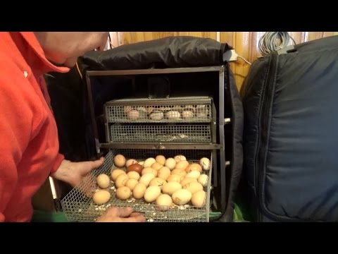 Руководство по разведению кур Часть 2 // Жизнь в деревне