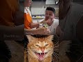 wtf 😂🤣 #shorts #aura #cat #funny