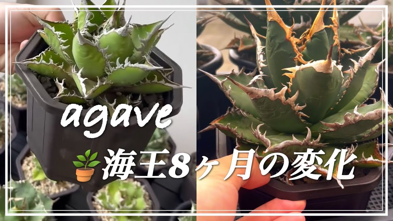アガベ 海王 育成記録 太陽光育成 - YouTube