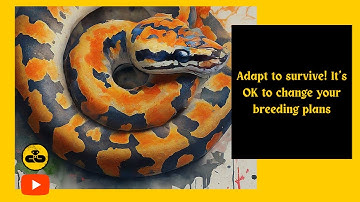 ADAPT TO SURVIVE! It’s OK to change your breeding plans #ballpython