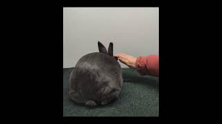 Celebrity D254 | Blue New Zealand Doe | Justin & Danielle Lowe |#365showrabbits April 1 Net Worth