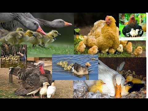 რომელი უფრო ადვილი გასაზრდელია...ინდაურის ჭუკი ---ქათამის წიწილი---იხვის ჭუჭული---ბატის ჭუჭული...