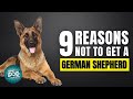 9 Reasons Why You SHOULD NOT Get a German Shepherd