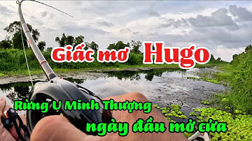 Câu cá lóc rừng U Minh Thượng ngày đầu mở cửa (tập 204) #huukhuynhkiengiang