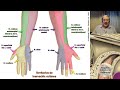 L5 | Integración de Miembro Superior | Profesor Eduardo A. Pró | Anatomía 2 | FMed UBA