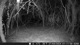 Hedgehog 1st ive ever seen this location in Cambs UK 27Apr24 111am Trail Camera by Aviation Videos & Wildlife FULL HD 4 views 3 days ago 30 seconds