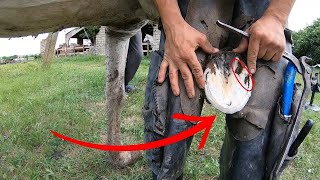 The Hoof Revolution Thats Changing the Way We Care for Horses!