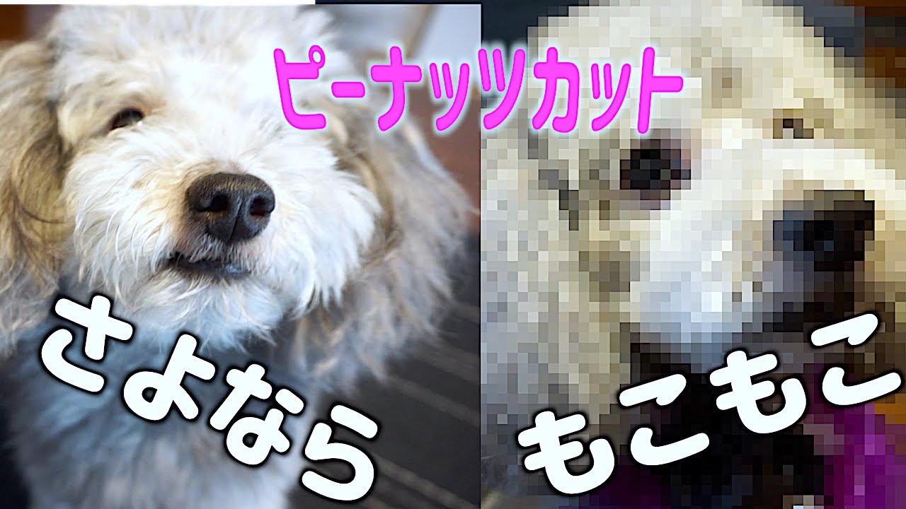 トリミングでさっぱり ピーナッツカットになった犬 トイプードルのグリィ 犬 Dog Toy Poodle Youtube