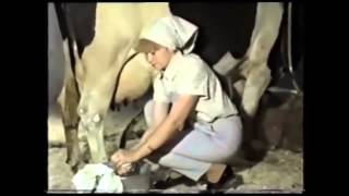 Правильная техника доения коровы