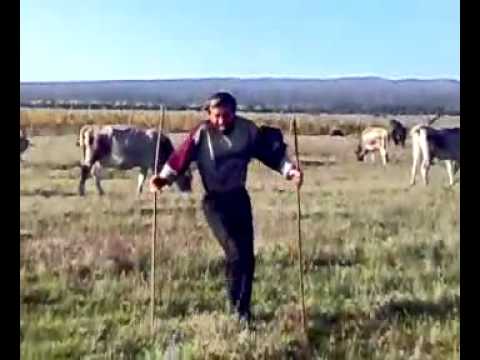 პაჩკა პაჩკა დოლარები ცვიოდა