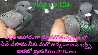 Finally this birds save and take care unique abbai jayagovindu telugu vlogs